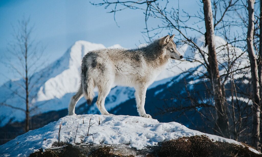 Moose Creek Apartments